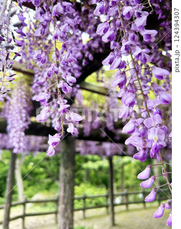 藤の花のある風景 藤の花のある風景 124394307
