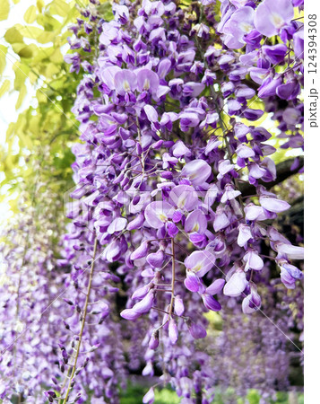 色鮮やかな藤の花 色鮮やかな藤の花 124394308
