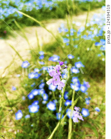 鮮やかなマツバウンラン 鮮やかなマツバウンラン 124394319