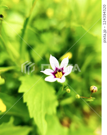 ニワゼキショウのアップ 124394320