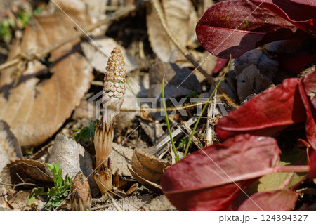 春を告げるツクシ04 124394327