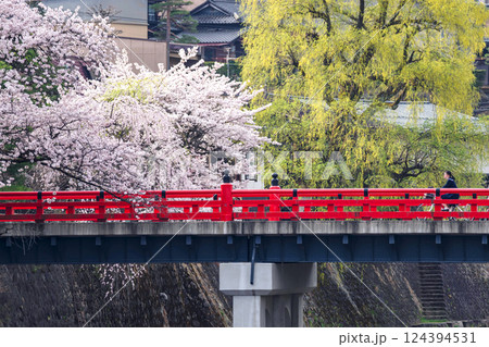 220413中橋桜g026 220413中橋桜g026 124394531
