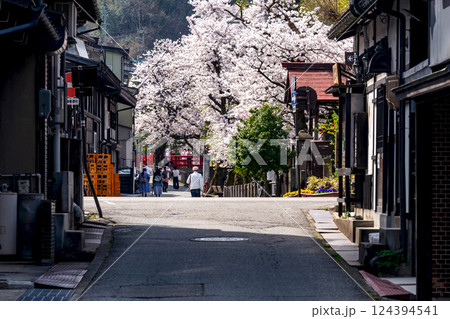 220413中橋桜g152 124394541