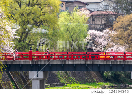 220413中橋桜g193 124394546