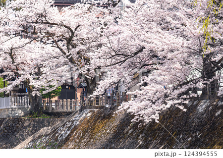 220413中橋桜g273 124394555