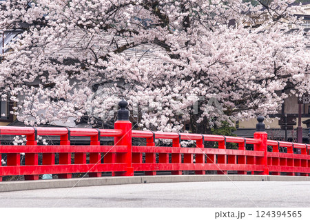 220413中橋桜g357 124394565