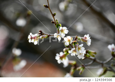 チョウジザクラ 124394566