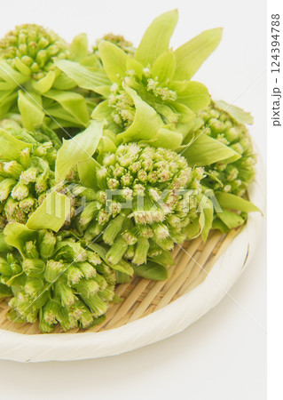 フキノトウ(蕗の薹) 124394788