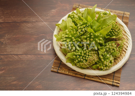 フキノトウ(蕗の薹) フキノトウ(蕗の薹) 124394984