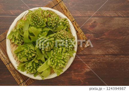 フキノトウ(蕗の薹) フキノトウ(蕗の薹) 124394987