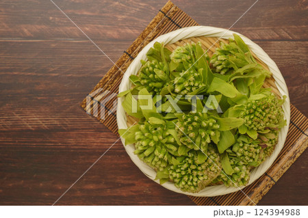 フキノトウ(蕗の薹) フキノトウ(蕗の薹) 124394988