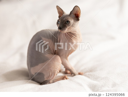 Portrait of sphinx cat on white background 124395066