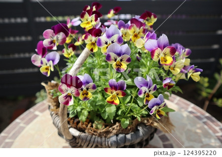 小輪系ビオラをバスケットに植える 124395220