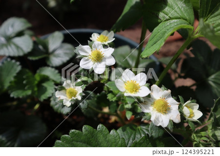 春に咲くイチゴの白い花 春に咲くイチゴの白い花 124395221