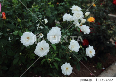 荒尾市 おもやい市民花壇 バラの花、 荒尾市 おもやい市民花壇 バラの花、 124395282