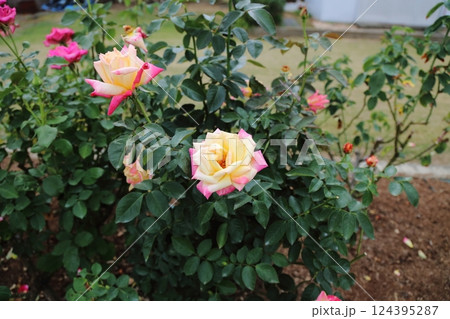 荒尾市 おもやい市民花壇 バラの花、 荒尾市 おもやい市民花壇 バラの花、 124395287