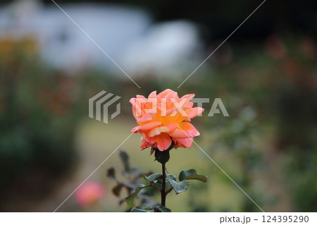 荒尾市 おもやい市民花壇 バラの花、 荒尾市 おもやい市民花壇 バラの花、 124395290