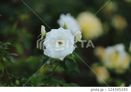 荒尾市　おもやい市民花壇　バラの花、 124395293