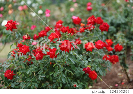 荒尾市　おもやい市民花壇　バラの花、 124395295