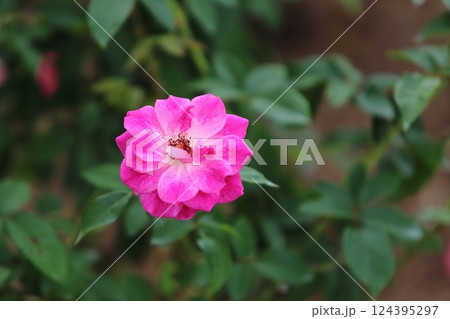 荒尾市 おもやい市民花壇 バラの花、 荒尾市 おもやい市民花壇 バラの花、 124395297