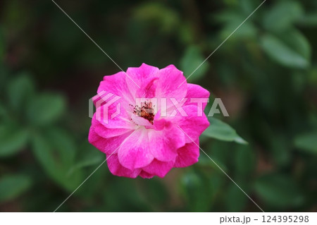 荒尾市　おもやい市民花壇　バラの花、 124395298