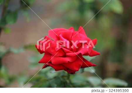 荒尾市　おもやい市民花壇　バラの花、 124395300