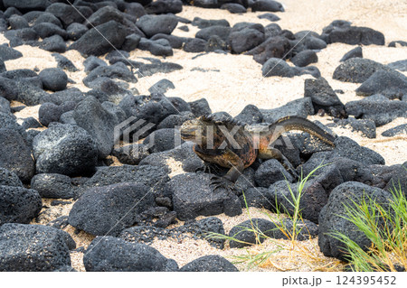 Marine iguana on rocks at Puerto Villamil beach, Galapagos, Ecuador 124395452