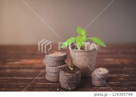 Pepper sprout in a peat pot and peat tablets on a wooden background. Growing domestic herbs and vegetables. Pepper sprout in a peat pot and peat tablets on a wooden background. Growing domestic herbs and vegetables. 124395799