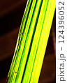 Striped yellow-green abstract background on black. Light. Vertical 124396052