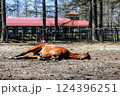 牧場で寝そべる馬 124396251