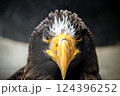 鋭い眼光のオオワシ 124396252