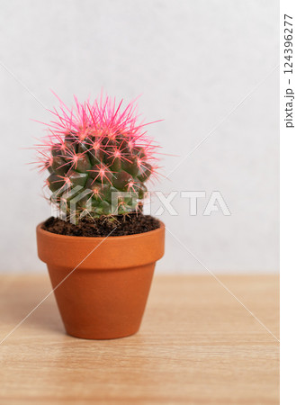 Small pink cactus growing in terracotta pot on wooden table 124396277