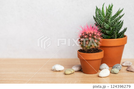 Pink cactus and succulent plants resting on wooden table 124396279