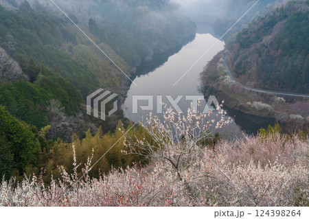 月ヶ瀬梅渓 早朝 満開の梅 奈良県 月ヶ瀬梅渓 早朝 満開の梅 奈良県 124398264