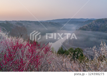 月ヶ瀬梅渓　早朝　満開の梅　奈良県 124398273