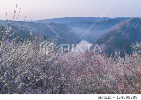 月ヶ瀬梅渓　早朝　満開の梅　奈良県 124398289