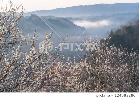 月ヶ瀬梅渓　早朝　満開の梅　奈良県 124398290