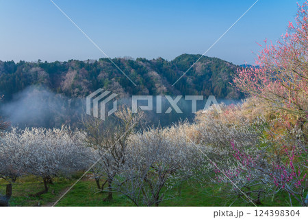 月ヶ瀬梅渓 早朝 満開の梅 奈良県 月ヶ瀬梅渓 早朝 満開の梅 奈良県 124398304