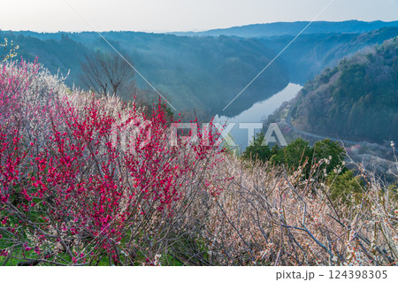 月ヶ瀬梅渓　早朝　満開の梅　奈良県 124398305