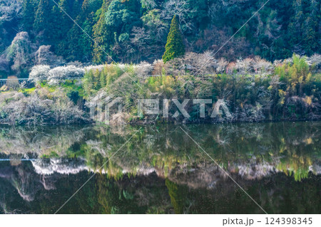 月ヶ瀬梅渓　早朝　満開の梅　奈良県 124398345