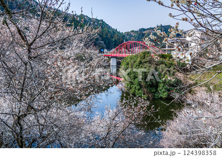 月ヶ瀬梅渓　早朝　満開の梅　奈良県 124398358