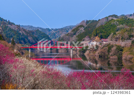 月ヶ瀬梅渓　早朝　満開の梅　奈良県 124398361