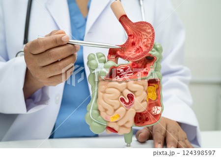 Digestive system with stomach and intestine, Asian doctor holding human anatomy model for study diagnosis and treatment in hospital. 124398597