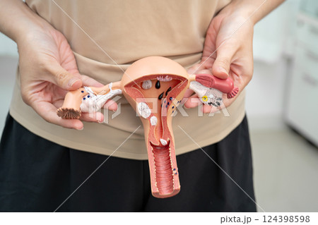 Uterus, Asian, woman holding human anatomy model. 124398598