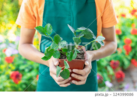 Close up hands of young gardener in a green apron holding a small pot with a strawberry plant on garden background 124399086