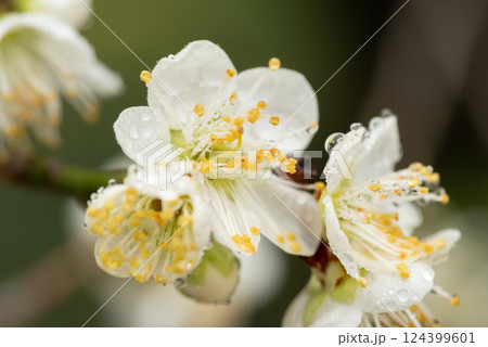 雨に濡れた梅の花 雨に濡れた梅の花 124399601