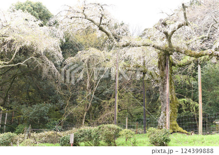 長興山　紹太寺   枝垂れ桜 124399888