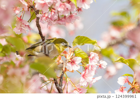 満開の桜と可愛いメジロ 124399961