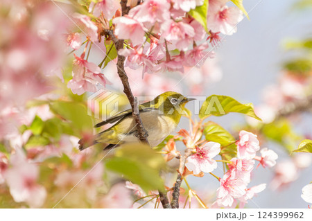 満開の桜と可愛いメジロ 満開の桜と可愛いメジロ 124399962