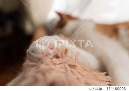 可愛い猫の手 124400008